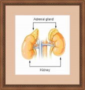 adrenal gland image healthtips images